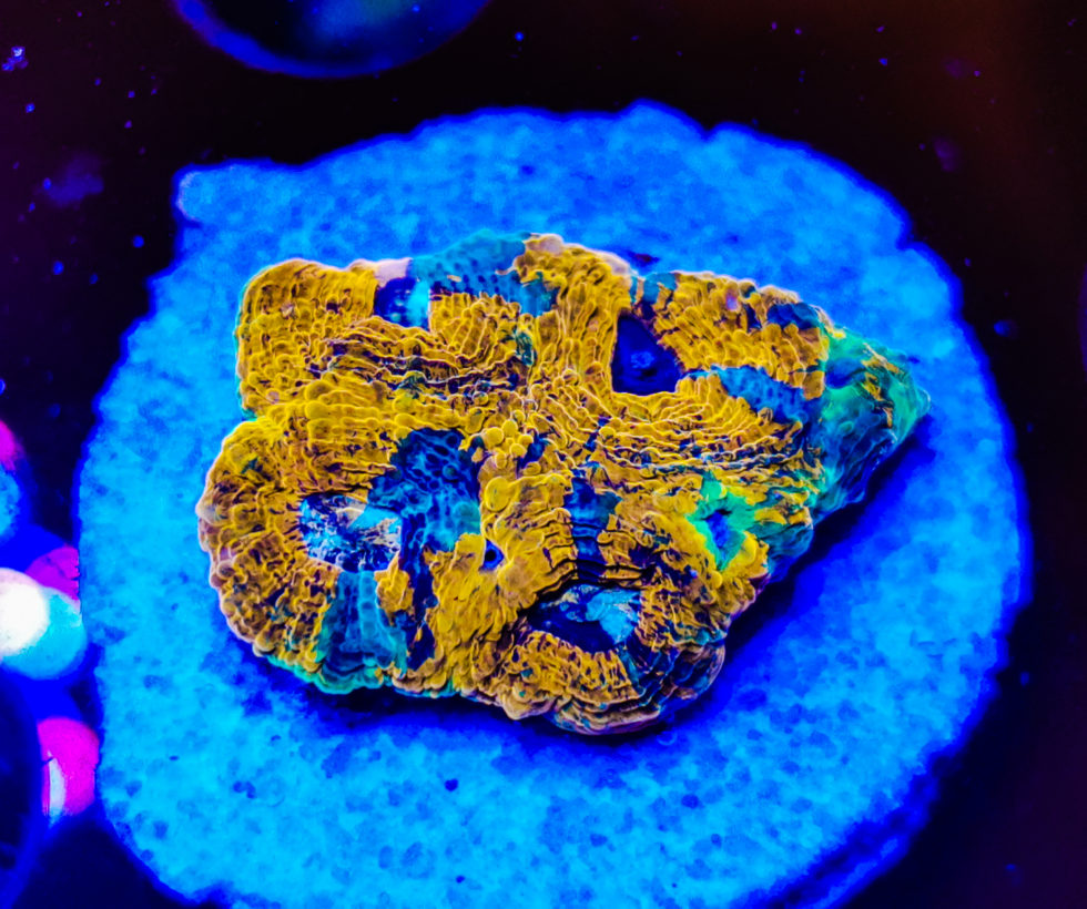 Acanthastrea Echinata Rainbow Superstar WYSIWYG